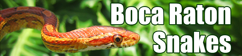 Boca Raton snake